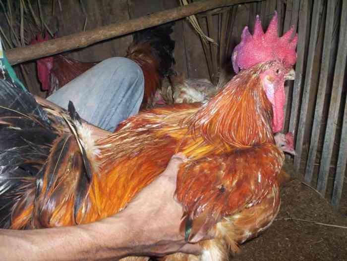 Cara Ternak Ayam Jawa: Sukses Panen Cepat! Ayam ternak di Juwana, Pati