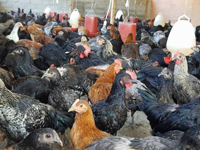 Ternak ayam petelur di Cibal Barat, Manggarai