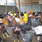 SUKSES TERNAK AYAM KAMPUNG MODERN - YouTube