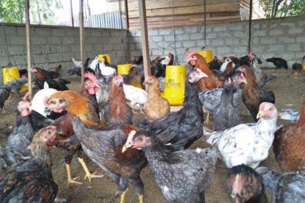 Harga telur ayam: Paguyuban peternak sebut akan di atas Rp27.000/kg ...