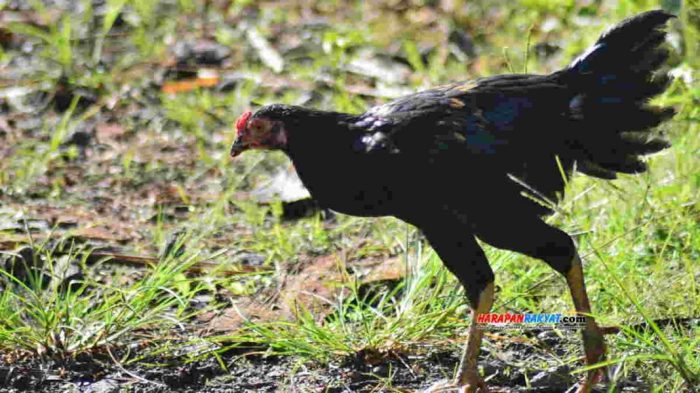 Menikmati 10 Kuliner Legend Ciamis dari Ayam Goreng, Soto hingga Sate ...