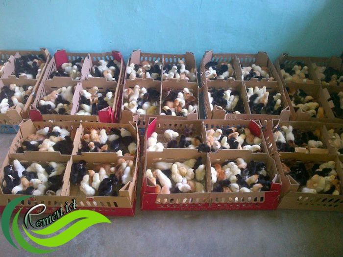 Dari Budidaya Ayam Pedaging, Petani Milenial NTT Sukses Raup Untung ...