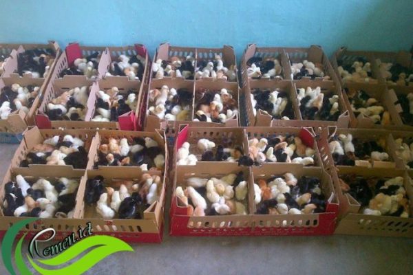 Memulai Usaha Budidaya Ayam Kampung - Media Hobi dan Informasi