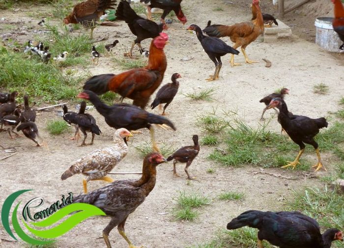 Beberapa Hal Harus Diperhatikan Sebelum Melakukan Budidaya Ayam Kampung ... Ternak Ayam Kampung di Putri Betung, Gayo Lues