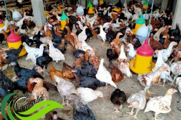 Budidaya ayam di Sukadana, Lampung Timur