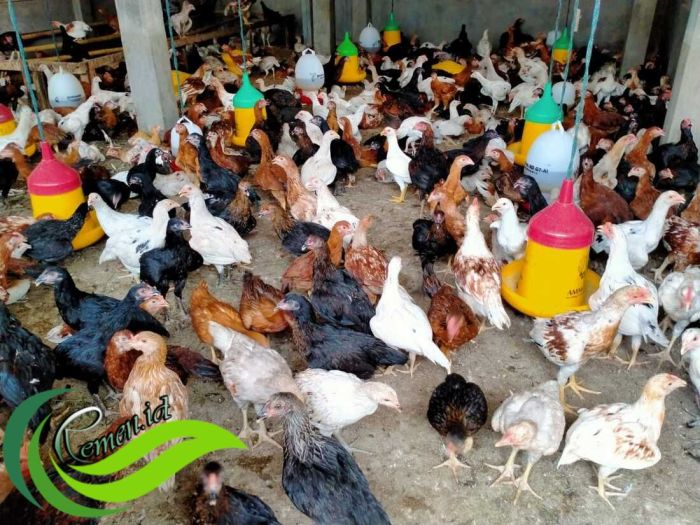 Memulai Usaha Budidaya Ayam Kampung - Media Hobi dan Informasi Budidaya ayam di Rawa Jitu Selatan, Tulang Bawang