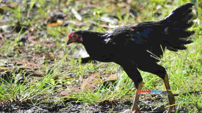 Harga ayam kampung potong di Rajadesa, Ciamis