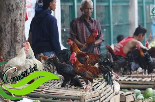 Usaha dan Cara Budidaya Ayam Kampung Unggul!!! - YouTube