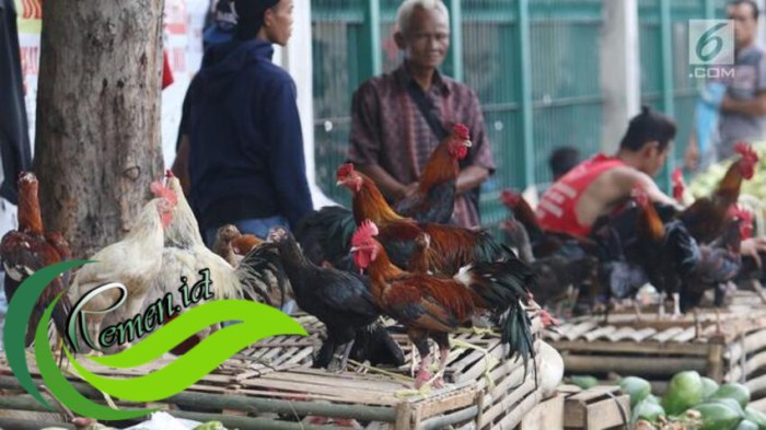 Usaha dan Cara Budidaya Ayam Kampung Unggul!!! - YouTube