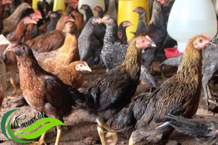 Peluang Usaha Ternak Ayam Kampung Dan Analisa Usahanya - Agrowindo Ternak Ayam Kampung di Seputih Banyak, Lampung Tengah