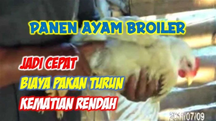 Gallery - Jual Ayam Petelur Afkir Cirebon