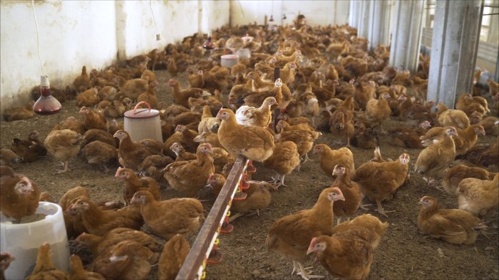 5 Manajemen Pemeliharaan Ayam Layer yang Efektif Ayam layer di Siulak, Kabupaten Kerinci