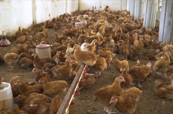 Harga Jual DOC atau Bibit Ayam Petelur Layer Terbaru Serta Keunggulan ...