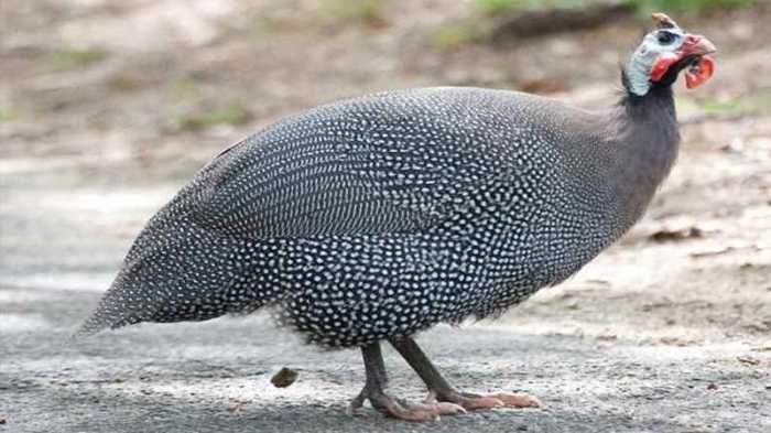 Ayam Mutiara, Si Unggas Cantik dari Afrika - Podomoro Feedmill Ayam Mutiara, Si Unggas Cantik dari Afrika - Podomoro Feedmill