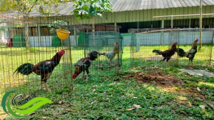 Ayam Pakhoy, Petarung Tangguh Asal Thailand - Media Hobi dan Informasi