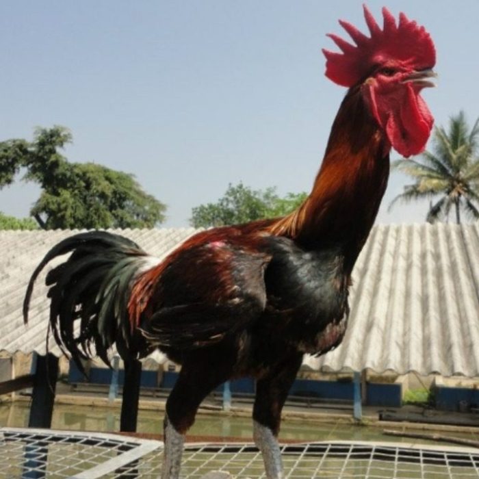 Ayam Pelung Ayam Pelung