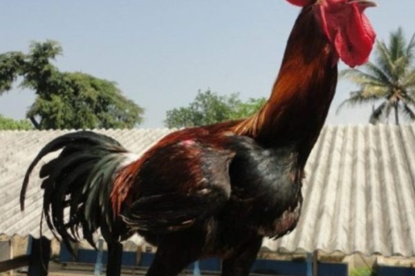 Ayam Pelung Jumbo di Indonesia - OLX Murah Dengan Harga Terbaik - OLX.co.id