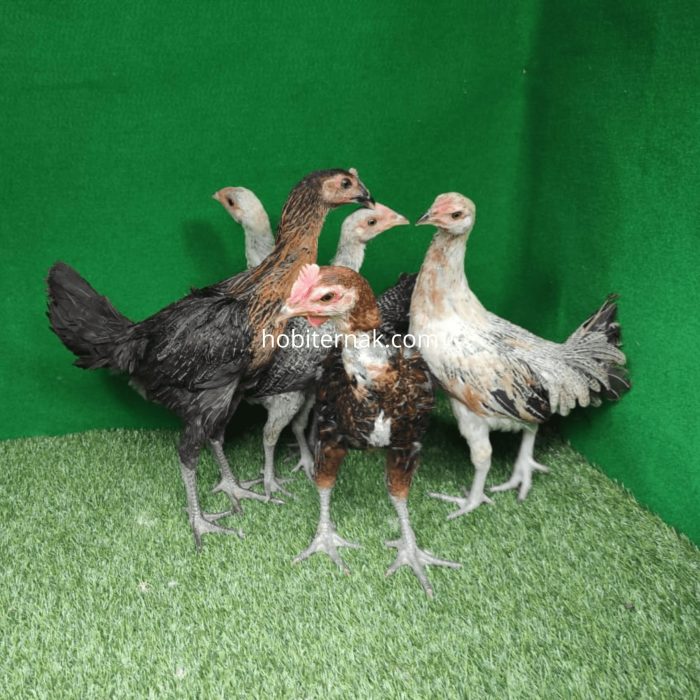 Ayam Pelung Jumbo di Indonesia - OLX Murah Dengan Harga Terbaik - OLX.co.id