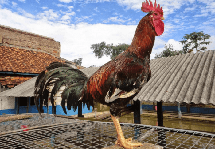 Jual Ayam Pelung - Jual Bibit Ayam Pelung | HP: 0856-4772-3888