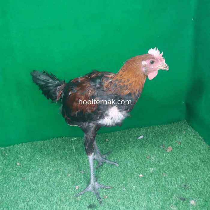 Galeri Foto Ayam Pelung Terbaru : Ayam yang Berasal dari Cianjur ini Galeri Foto Ayam Pelung Terbaru : Ayam yang Berasal dari Cianjur ini