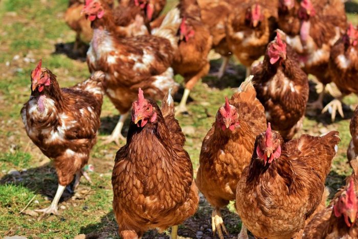 10 Cara Sukses Ternak Ayam Petelur Dari Awal Sampai Panen – CV. Abadi ... Ayam merah petelur di Rantau Rasau, Kabupaten Tanjung Jabung Timur