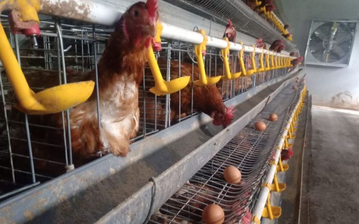 Peternak Ayam Petelur di Tuban Sampai Gadaikan BPKB agar Bisa Bertahan Peternak Ayam Petelur di Tuban Sampai Gadaikan BPKB agar Bisa Bertahan