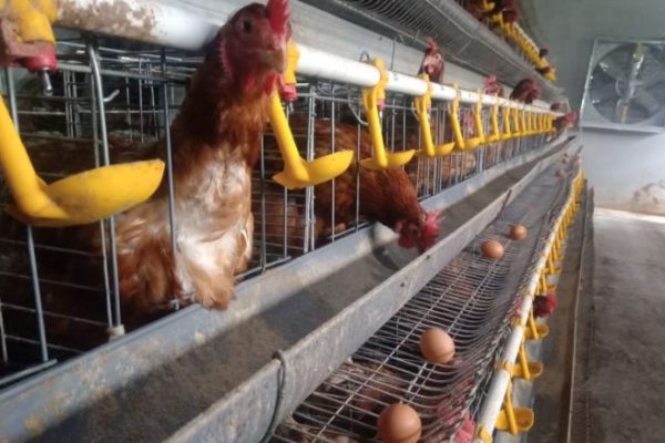 Ternak ayam petelur di Golewa Barat, Ngada