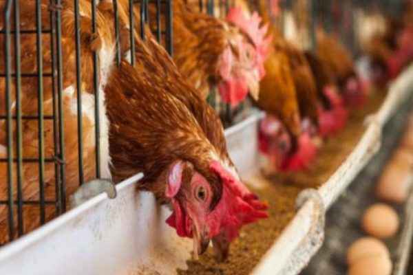 Terbaru!! Panduan Beternak Bibit Ayam Petelur Hingga Panen - HOBI TERNAK