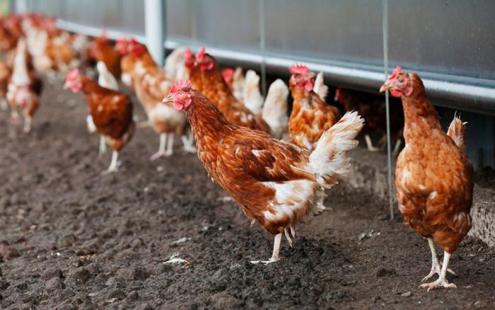 Pakan Ayam Petelur Berkualitas Hasil Telur Melimpah Pakan Ayam Petelur Berkualitas Hasil Telur Melimpah
