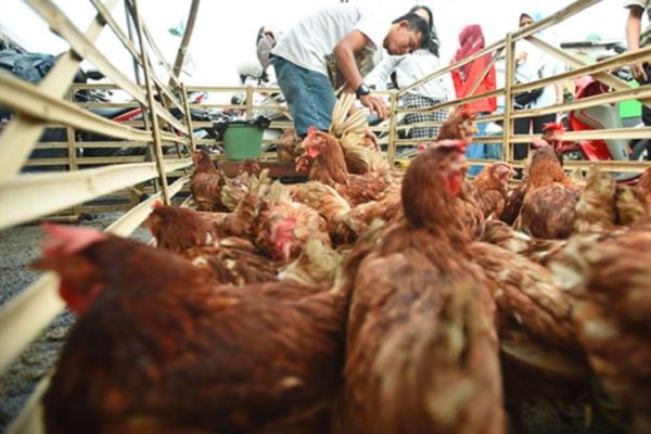 Ayam afkir di Karawang Timur, Karawang