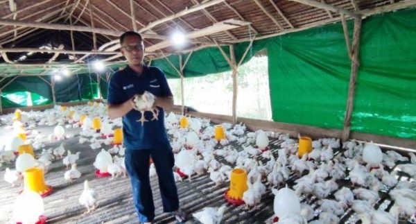 BUDIDAYA AYAM KAMPUNG DI BOGOR | ANTARA Foto