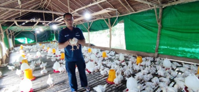 BUDIDAYA AYAM KAMPUNG DI BOGOR | ANTARA Foto