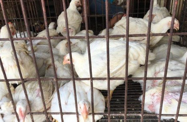 Harga ayam kampung potong di Palabuhanratu, Sukabumi