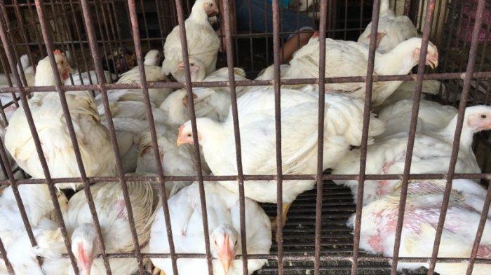 Harga ayam kampung potong di Rajagaluh, Majalengka