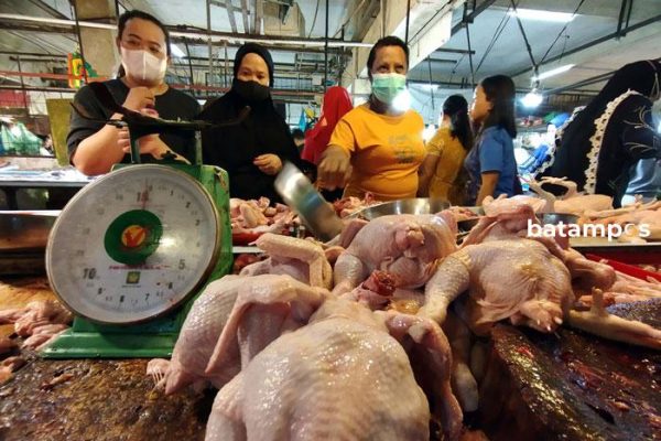 Harga Ayam Kampung dan Potong Turun di Pasar Indra Sari Pangkalan Bun ...