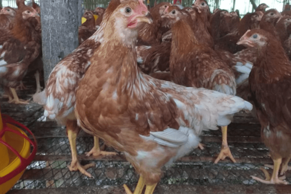 Jenis Ayam Petelur: 13 Varietas Berkualitas dan Paling Populer