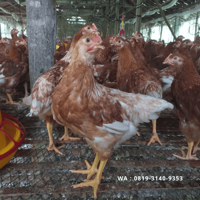 Jenis Ayam Petelur: 13 Varietas Berkualitas dan Paling Populer Ayam petelur jantan di Payakumbuh Timur, Kota Payakumbuh