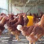 Ayam Ras Afkir – Kirim Ayam