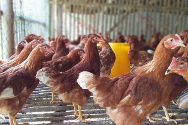 Ayam afkir di Salawu, Tasikmalaya