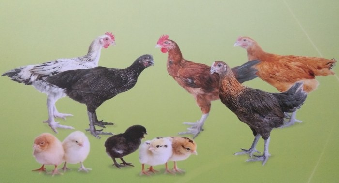 Mengenal Sumber Daging Ayam - AGRIKAN Ayam layer di Tabir Ulu, Kabupaten Merangin