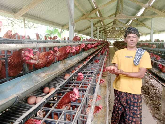 Ternak Ayam Petelur, Dinperpa Kota Pekalongan Cetuskan PASS - SuaraBaru.id Ayam petelur jantan di Koto Parik Gadang Diateh, Kabupaten Solok Selatan