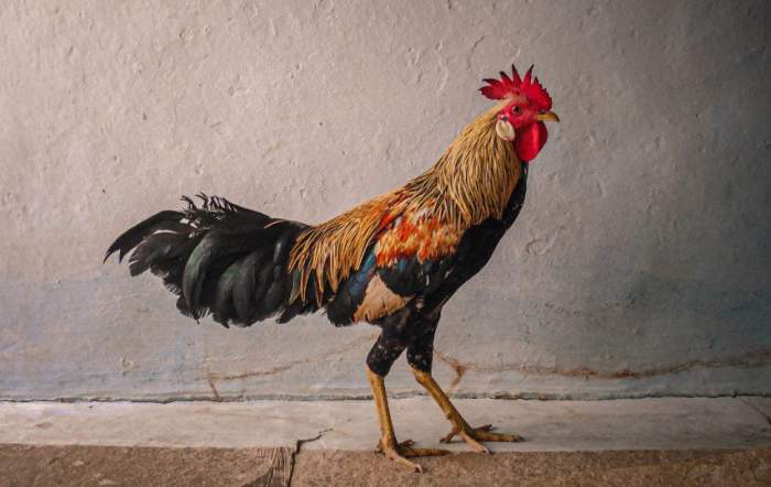 Ayam ternak di Salam, Magelang