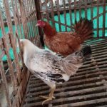 4 Jenis Ayam Kampung Petelur Terkenal di Indonesia