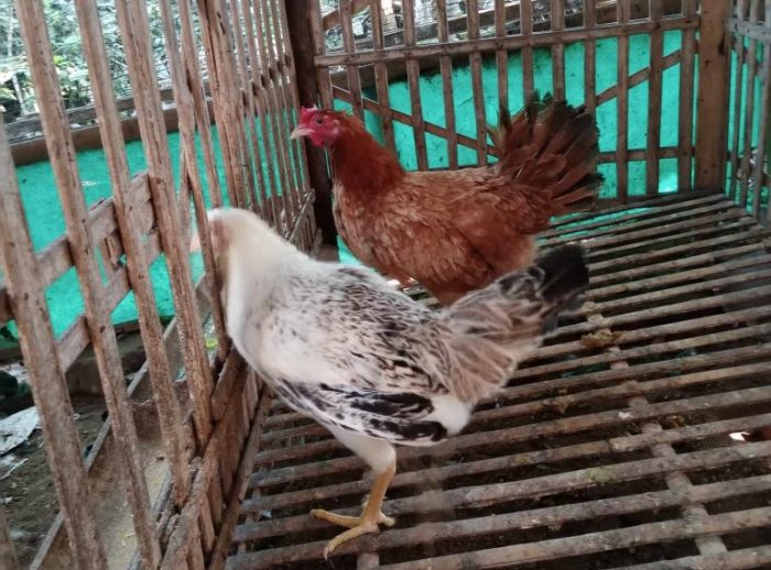 4 Jenis Ayam Kampung Petelur Terkenal di Indonesia Ayam elba kampung petelur super di Kalitengah, Lamongan