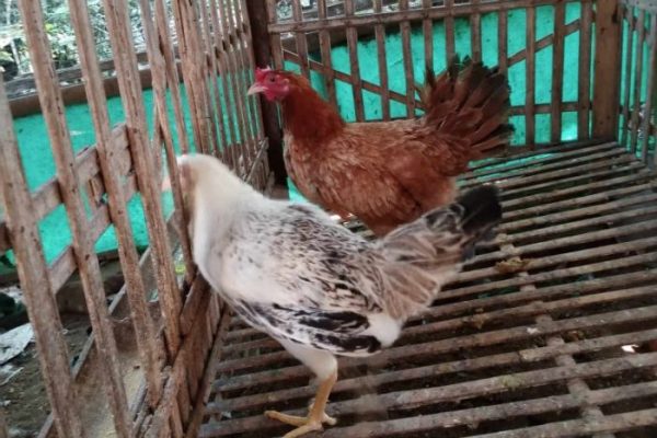 4 Jenis Ayam Kampung Petelur Terkenal Di Indonesia HOBI TERNAK