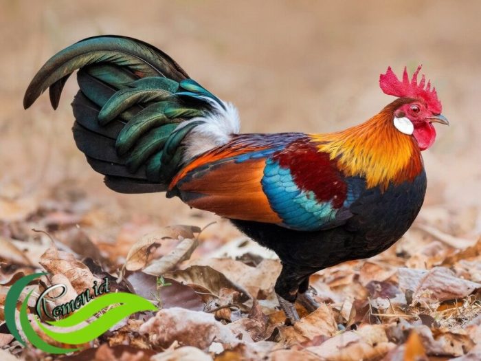 Begini Nih Awal Mula Adanya Daging Ayam – https://www.kalderanews.com Ayam Ternak di Muara, Tapanuli Utara