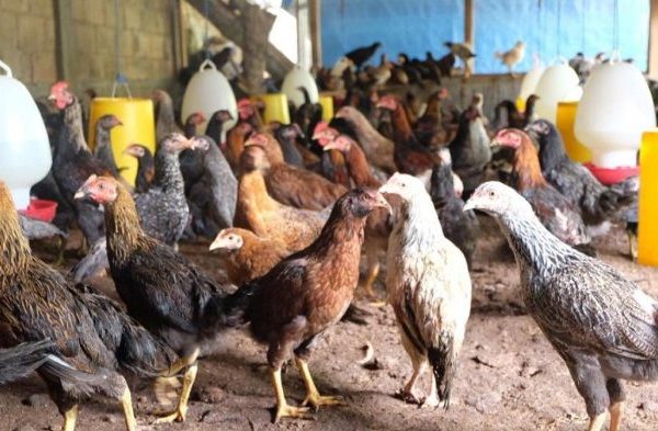 Budidaya ayam di Kamang Magek, Kabupaten Agam