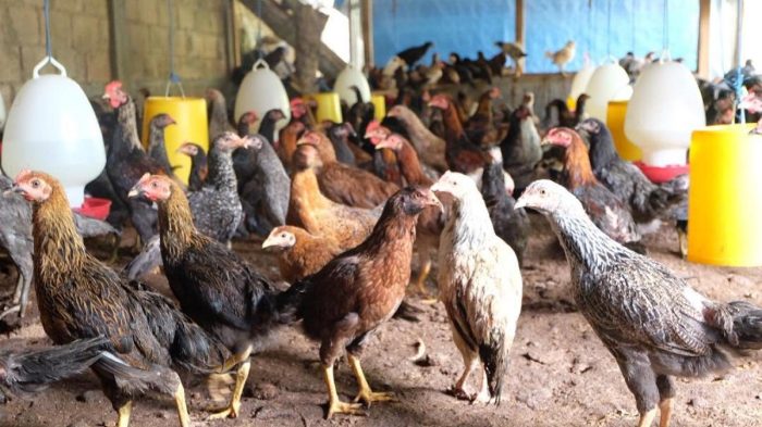 Budidaya ayam di Kamang Magek, Kabupaten Agam