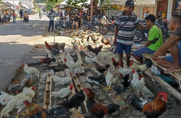 Harga ayam kampung potong di Kemang, Bogor