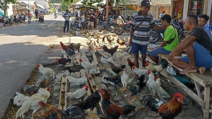 Harga Ayam Kampung Tembus Rp 150 Ribu di Palu - Bisnis Liputan6.com